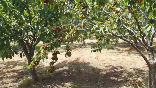 Урожай черешни 2021. смотреть онлайн