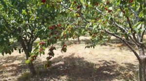 Урожай черешни 2021.