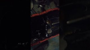 Раскоксовка лавр против крашеных поддонов