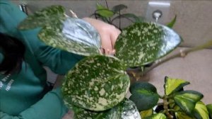 #Мои_комнатные_растения_2021  // #Обзор моих хойечек  // #Мои_хойи