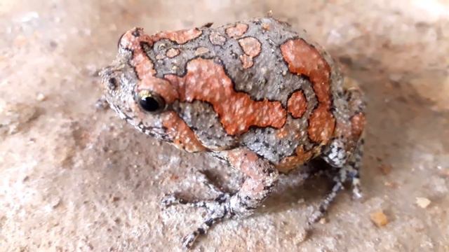 Cute & Funny Pet Frogs - Most friendly frog move - This frog I found in my house - Animals for Kids смотреть онлайн