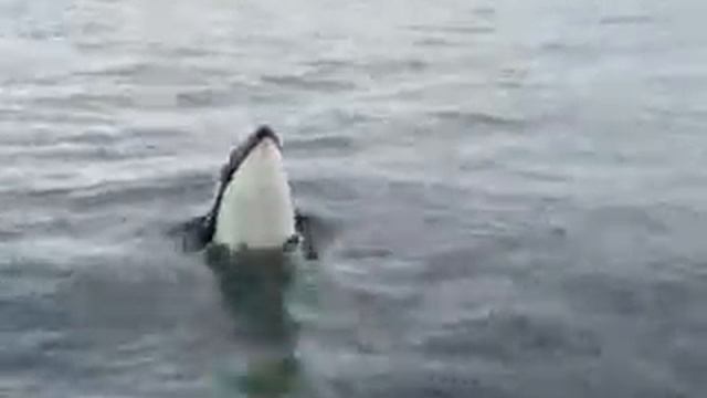 Orca смотреть онлайн