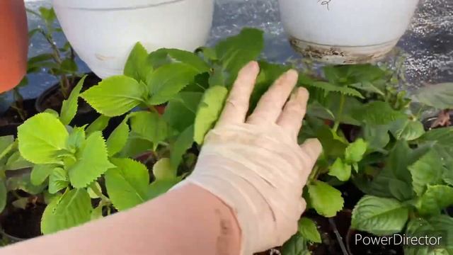 Небольшой обзор цветов в теплице и яндекс дзен. смотреть онлайн