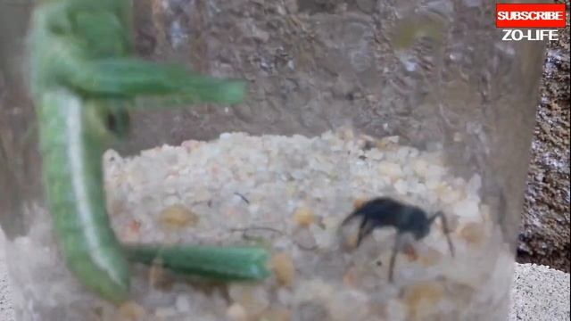Bullet Ant Kills a Giant Grasshopper смотреть онлайн