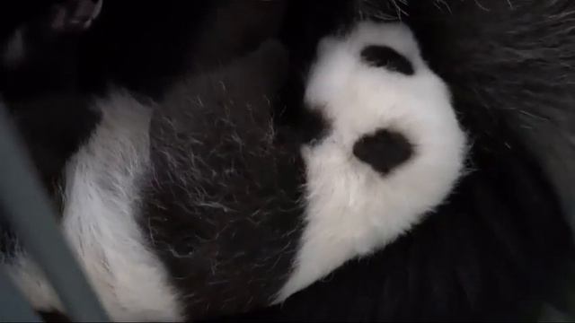 Малышка Панда завтракает Московский зоопарк🐼👀🔥🥰👍Baby Panda is having breakfast Moscow Zoo🐼👀🔥🥰👍 смотреть онлайн