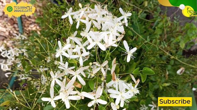 "Unveiling the Allure of Clematis Terniflora (Bridal Bouquet): Nature's Floral Masterpiece" смотреть онлайн