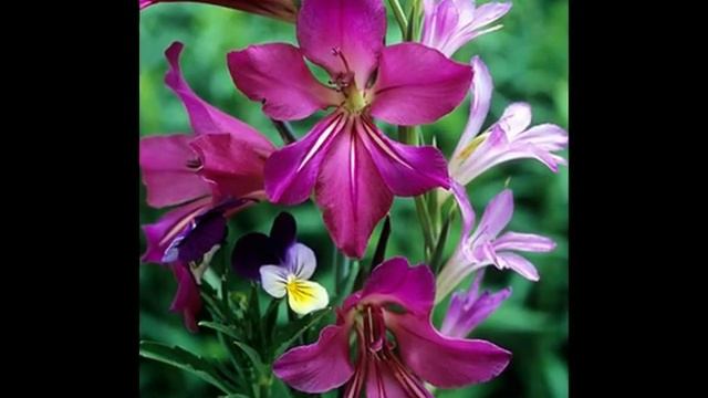 Flower-Gladiolus смотреть онлайн