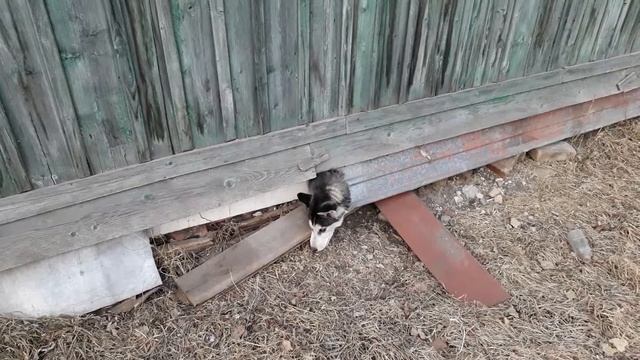Хаски разноглазый - "исключительный" охранник... смотреть онлайн