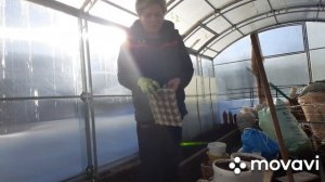 Как быстро растопить снег на участке с пользой для растений и газона. Маркер для ровных посевов.