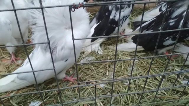 Голуби Якобины. | Декоративные породы голубей смотреть онлайн