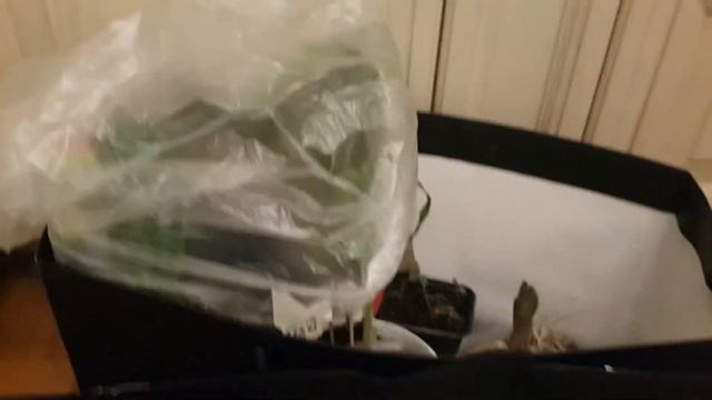 Мой супер ☺ способ перевозки рассады на дачу! смотреть онлайн