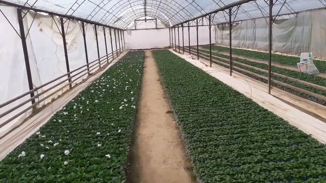 Честно это был секрет. ОЧЕНЬ ВЫСОКОКОНЦЕНТРИРОВАННОЕ УДОБРЕНИЕ. СУПЕР БЫСТРОЕ БУТОНИЗАЦИЯ и ЦВЕТЕНИ смотреть онлайн