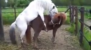 Спаривание Лошади С Пони Horses Mating With Pony Спаривание Лошади С Пони