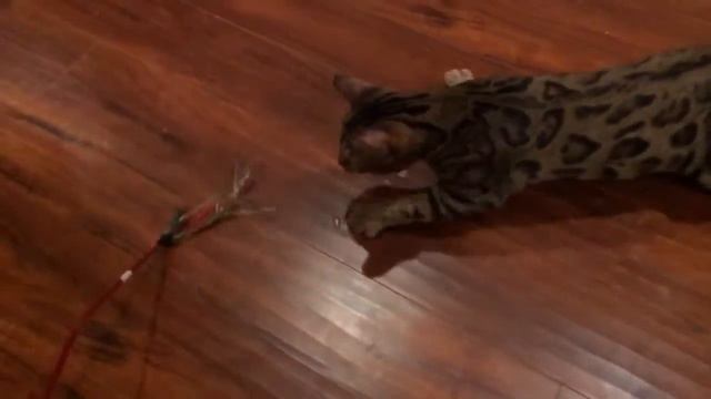 Our Bengals - Kora the Leopard cat is growing up смотреть онлайн
