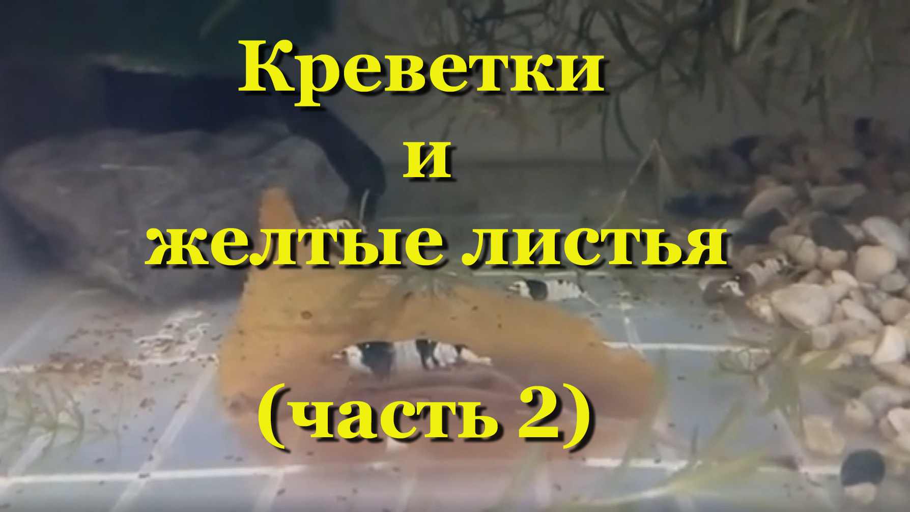 Часть 2. Креветки: какие желтые листья любят и лучше едят - мой тест смотреть онлайн