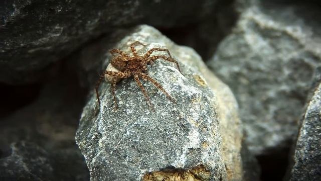 Testing my Samsung HMX-H200 'spider in the garden' смотреть онлайн