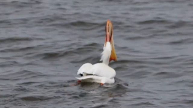 Pelican swallowing a large fish in one gulp смотреть онлайн