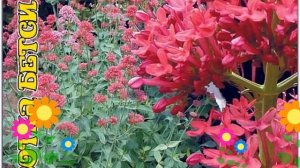 Кентрантус (Красотка Бетси). Краткий обзор: Кентрантус описание характеристик, где купить семена