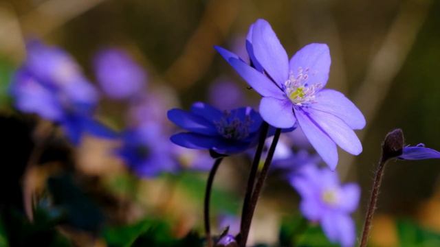 Beautiful Spring Music | Music Collection 2024 смотреть онлайн