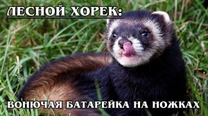 ЛЕСНОЙ ХОРЕК: Хорошо приручается и любит яйца | Интересные факты про хорьков и семейство куньих