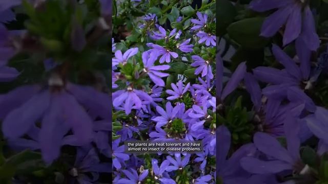 Scaevola summer annual (Fairy Fan Flower) Plant Profile смотреть онлайн