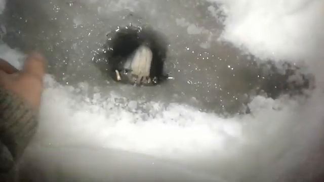 Жерлицы 18.12.18 смотреть онлайн
