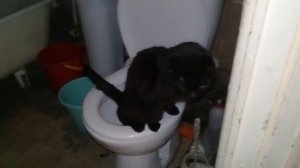 Вот как ходят кошки в туалет