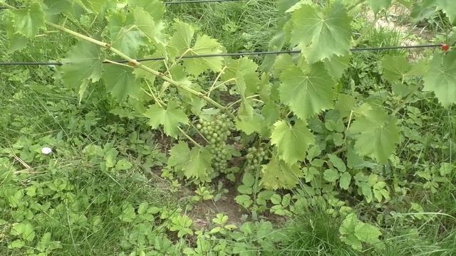 Как вызревает виноградная лоза и что делать для ее вызревания смотреть онлайн