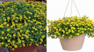 ПОСАДИТЕ вместо ПЕТУНИИ эти неприхотливые цветы! Они будут цвести все лето до осени.