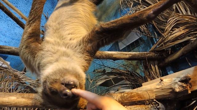 Каков ленивец на ощупь? смотреть онлайн