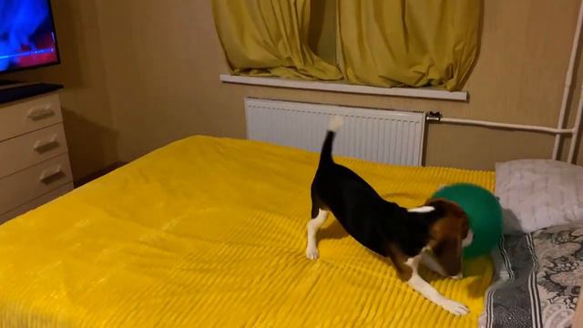 Бигль Мотя На Воздушном Шарике / Beagle Motya On A Balloon смотреть онлайн