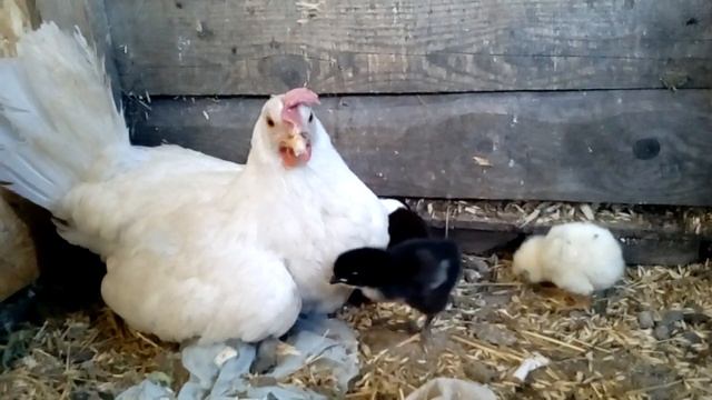 Кроссовая наседка («Супер Ник») смотреть онлайн