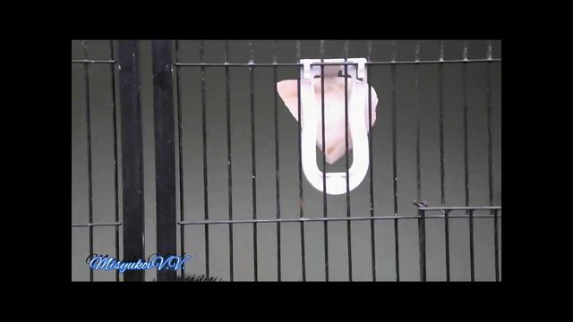 Клест и канарейка или клест и снегирь? смотреть онлайн