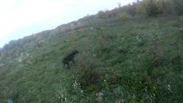 Охота перепел, коростель в середине октября. Quail and corncrake hunting with Kurzhaar смотреть онлайн