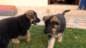 ЩЕНКИ Немецкой Овчарки 2 месяца. Одесса.