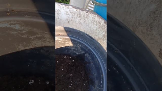 Пересадка крупноцветковой гортензии из клумбы в кашпо. смотреть онлайн