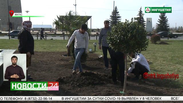 Озеленение Магаса. смотреть онлайн