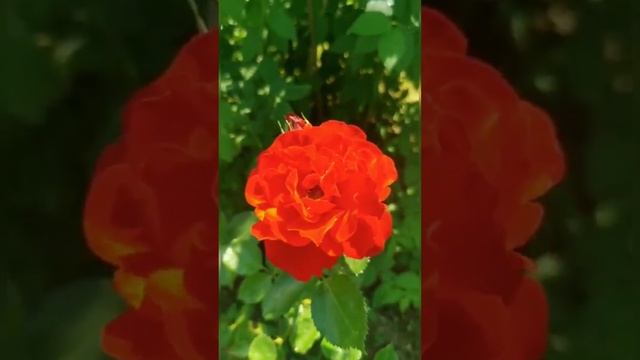 Весенняя обработка сада. смотреть онлайн