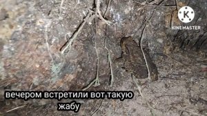 Поход на озеро Тиберкуль. Часть 4. Живность на озере и немного рыбалки с берега!