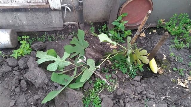 Инжир в Подмосковье. Укрытие на зиму. смотреть онлайн