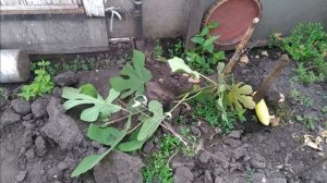 Инжир в Подмосковье. Укрытие на зиму.