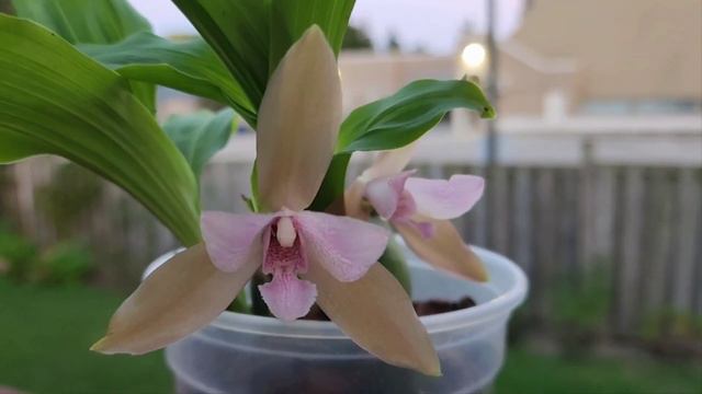 Sophie's Garden 这是我一见钟情的花儿 Lycaste tricolor смотреть онлайн