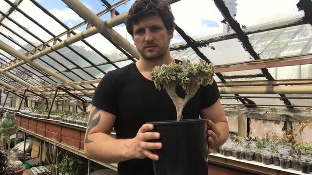 Эониум (Aeonium) - виды, сорта, размножение, уход, секрет успешной культуры - мастер Георгий Аристо