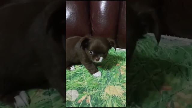 Первое знакомство с нашим щенком чихуахуа! это была любовь с первого взгляда! смотреть онлайн