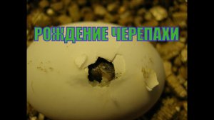 Рождение (вылупление из яйца) среднеазиатской черепахи в инкубаторе