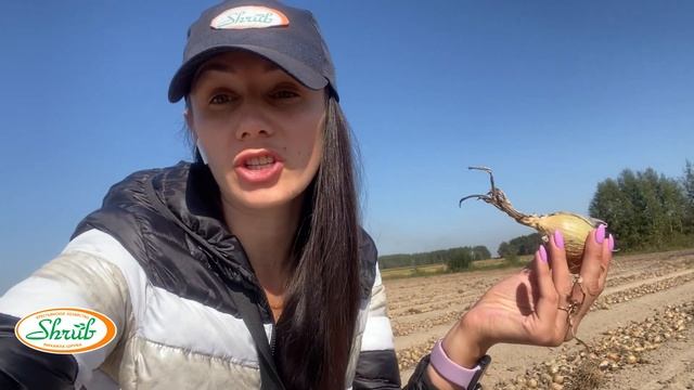 Уборка лука на длительное хранение смотреть онлайн