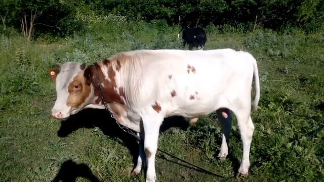 верхом на быке или почему худеют быки смотреть онлайн