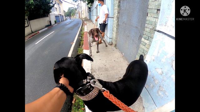 My Doberman met a Huge German short-haired pointer/ GSP смотреть онлайн