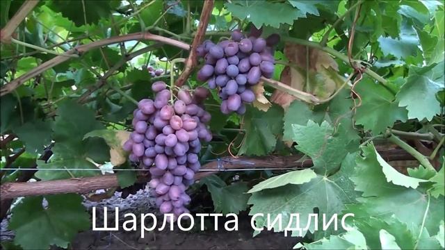 Шарлотта сидлис смотреть онлайн