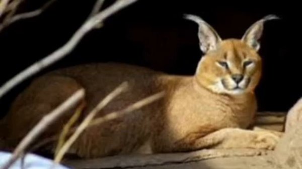 Клип про рысей.